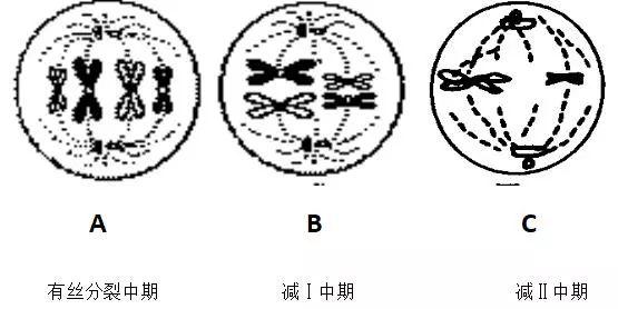 高中生物怎么复习(一招教你生物拿满分)