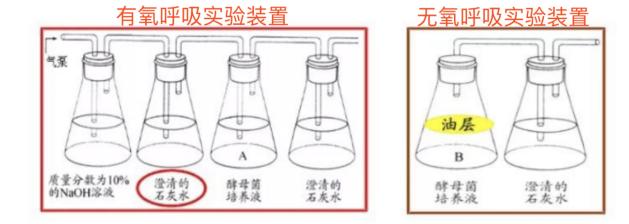 怎么样上好高中生物实验(四个实验三步骤考上好高中)