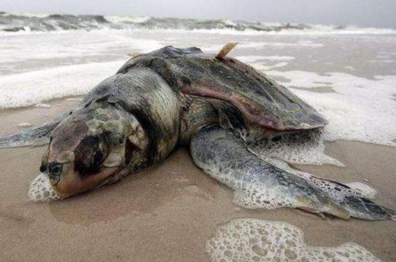 高中生物差怎么解决(高中生物提分技巧)