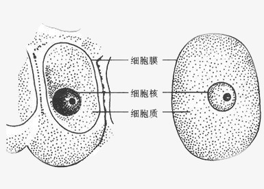 为什么高中生物听不懂(高一听不懂的情况)