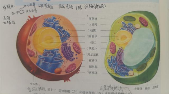 高中不喜欢生物怎么办呢(高中生物提分方法)