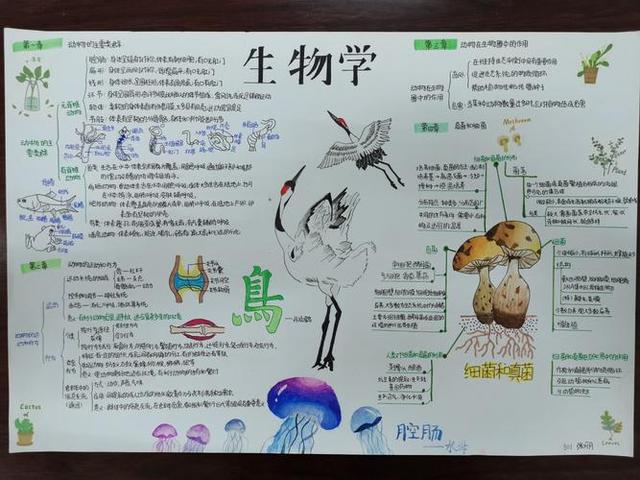 初一生物怎么样记得快(生物图像学习方法)