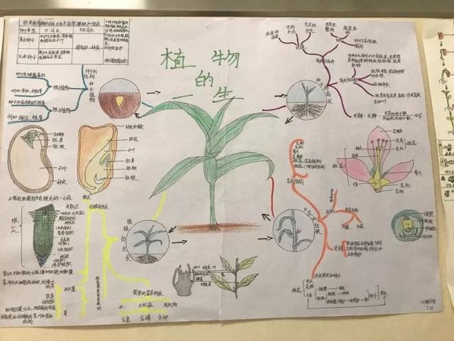 初中的生物怎么样学好(这些初中生物口诀，让你轻松学习生物！)