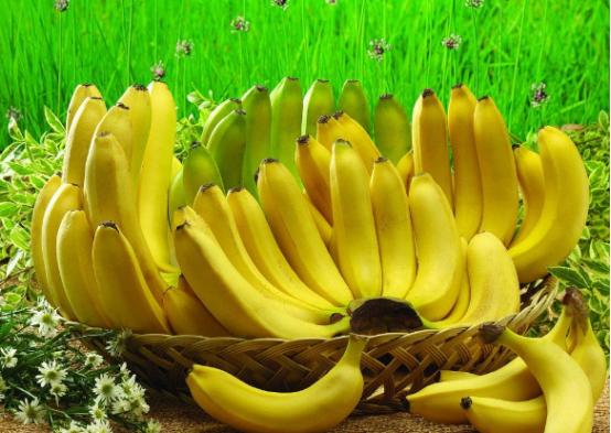 高中生物香蕉怎么繁殖(香蕉茎秆繁殖的绝妙技巧！)