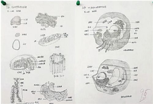 高中生物怎么提高效率(生物学成绩翻倍！三招教你稳定突破！)