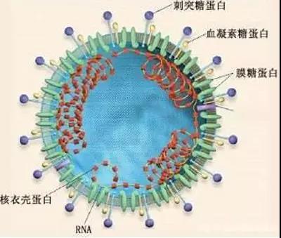 高中如何学好生物技巧(高效提分！生物学习法，一个月突破！)