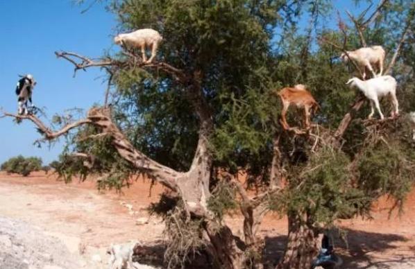 高中地理羊为什么会上树(摩洛哥羊上树：奇观背后的宝贝)