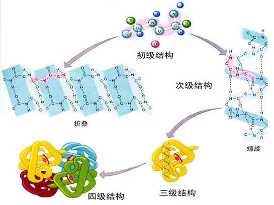 怎么检验蛋白质初中化学(神奇化学实验揭示蚕丝蛋白面膜真相！)