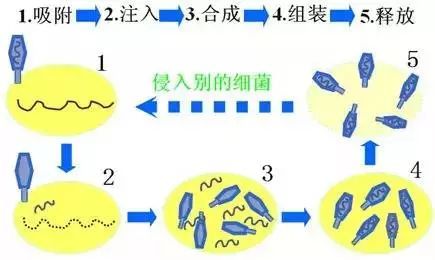 高中生物该如何期末复习(四招轻松提高高中生物分数！)