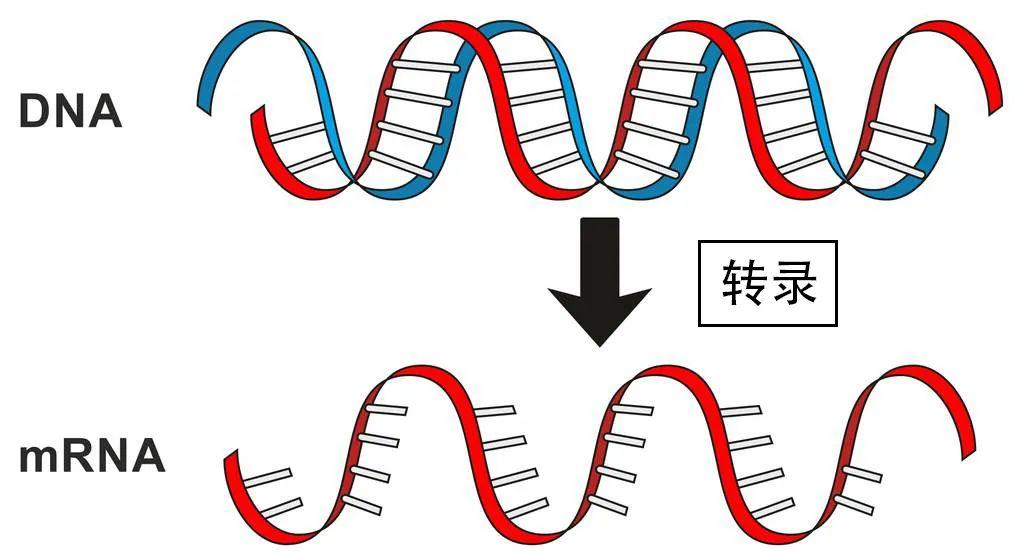 经过哪些部位初中生物(初中生物解密人体部位)