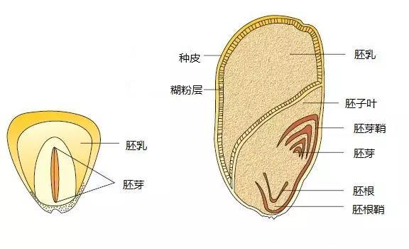 高中生物中什么是重构胚(揭秘生物重构胚：高中生必读)