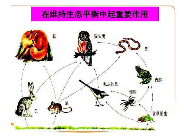 初中生怎么保护生物圈的(初一上生物重要知识点)