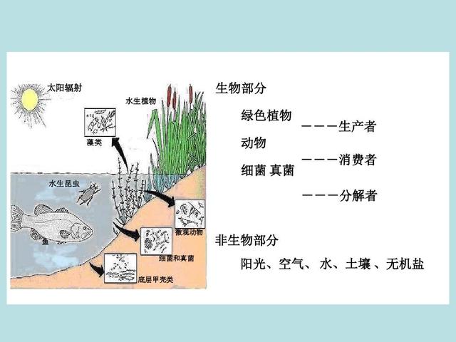 初中生怎么学好生物圈的(学好生物圈的方法)