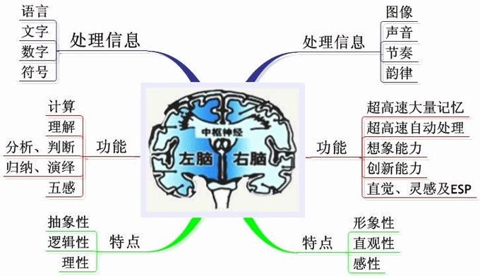 右脑有哪些学习方法(常见的右脑学习方法)