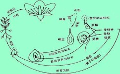 生物提高记忆方法有哪些(初二生物记忆小方法)