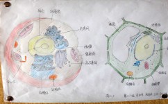 高中生物遗传学板块如何学