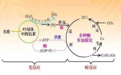 高中如何学好生物技巧(四个步骤看完逆袭学习方法)