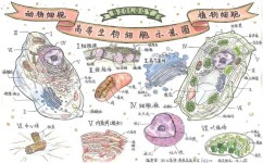 高中的生物怎么样学好(高中生物学习方法)