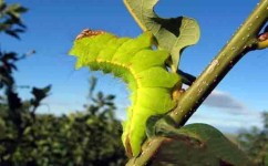 八年级生物蚕什么时期羽化(昆虫发育的奇妙过程，你绝对意想不到！)