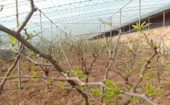 含磷高的生物肥料有哪些(神奇鱼肠堆肥，绿叶如润玉，等你发现惊喜！)