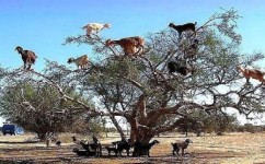 高中地理羊为什么会上树(神秘摩洛哥：山羊为生存爬树，竟成旅游胜地)