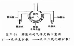 生物如何背诵效率高(高中生物考试秘诀，零散知识变得轻松应对考场挑战！)