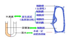 怎么安装初中物理烧杯(神秘实验：不小心浪费33克，制作口服液现场曝光！)