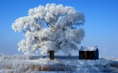 雪有什么成语解释(雪花飘舞，千里冰封！苏瑶揭秘最美雪景描写，让作文生辉！)