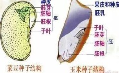 高中生物中什么是重构胚(揭秘高中生物：重构胚解析)