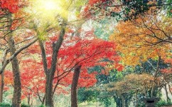 写景作文如何指导(写景作文写作技巧)