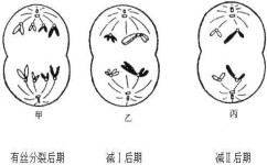 小升初要怎么提前预习生物(七年级生物学霸尖子生的学习捷径)