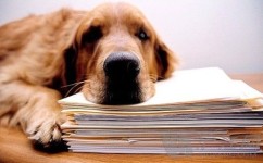 狗狗的学习方法有哪些(新手训练狗狗的6大技巧)