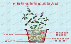 磷肥怎么吸收(磷肥的学习方法)