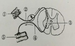 初二生地会考怎么准备(高效准备考试的方法)
