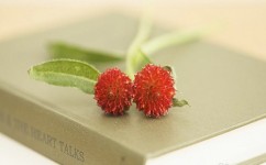 初学英语的方法有哪些(初学英语的方法)
